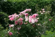 Rose Hyde Hall0618.webp