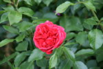 Rose Out of Rosenheim1018.JPG