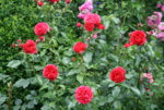 Rose Out of Rosenheim1218.JPG