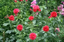 Rose Out of Rosenheim1218.webp