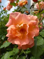 P1090998Westerland.webp