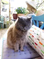 mit Katzen im Garten 18 (12).webp