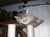 Holzfahrt,Katzen, neuer Flieger (4).webp