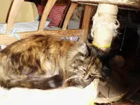 Katzen in Ruhestellung (5).webp
