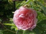rose w. Morris 8.7..JPG