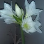 Amar..webp