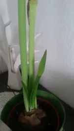 amar.webp