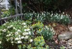 Frühling0616.JPG