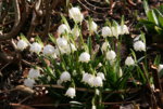 Frühling0716.JPG
