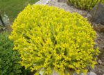 Jolantha-Sedum.JPG