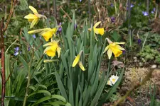 Frühling1216.JPG