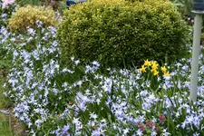 Frühling1616.JPG