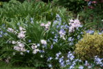Frühling1716.JPG