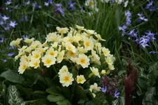 Frühling1916.webp