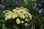 Frühling1916.JPG