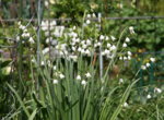 Frühling2116.JPG