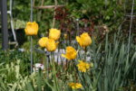 Frühling2216.JPG