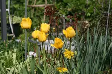 Frühling2216.webp
