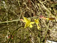 P1040101Winterjasmin.webp
