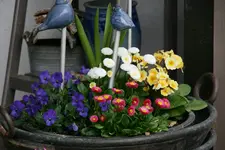 frühling3117.JPG