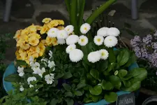 frühling3417.JPG