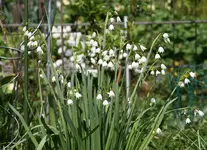Frühling2116.webp