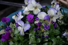 Hornveilchen0207.webp