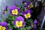 Hornveilchen0407.jpg