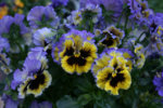 Hornveilchen0607a.jpg