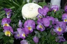 Hornveilchen0710.webp
