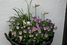 Hornveilchen0810a.webp
