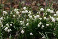 Frühling1311.jpg