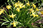 Frühling807.jpg