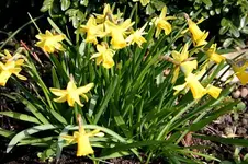 Frühling807.webp