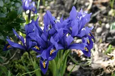Frühling0808.webp