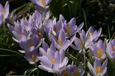 Frühling0513.webp