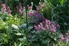 Frühling913c.webp