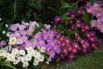 Frühling913d.jpg