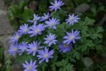 Frühling913e.jpg