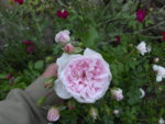 Blüte rosa Rose am Teich  nah 19.6.JPG