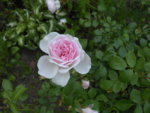 rosa Rose am Teich 19.6..JPG