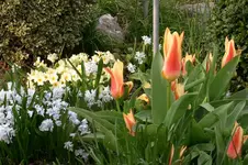 Frühling1608a.webp
