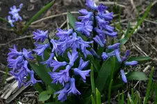Frühling1708a.webp