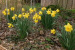 Frühling2608a.jpg