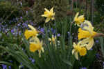Frühling2708.jpg