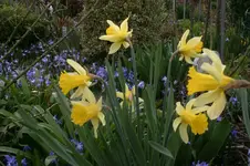 Frühling2708.webp