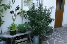Fuchsie 4213.jpg