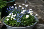 Frühling0114.jpg