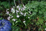 Frühling207.jpg