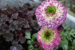 Frühling2008.jpg